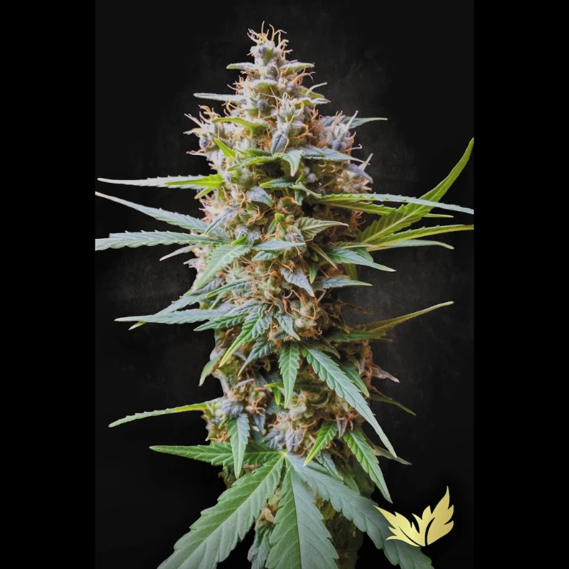 PARADISE SEEDS - AUTO ACID - 1 seme