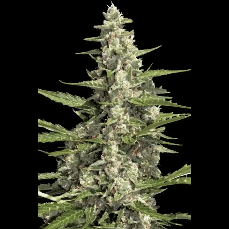 PARADISE SEEDS - PANDORA AUTO - 1 seme