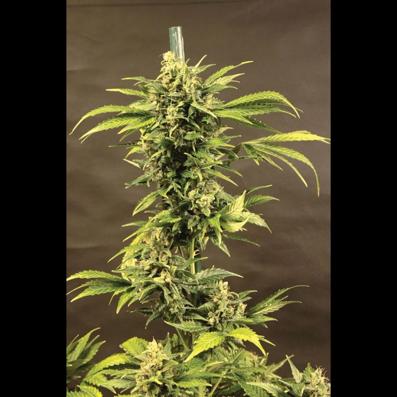 SEEDSALAD - Auto Haze fem. - 3 semi