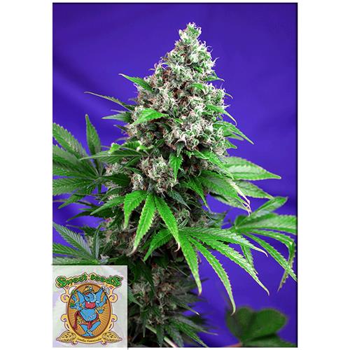 SWEET SEEDS - KILLER KUSH F1 (Fast Version) Fem. – 4 semi (3+1 in omaggio)