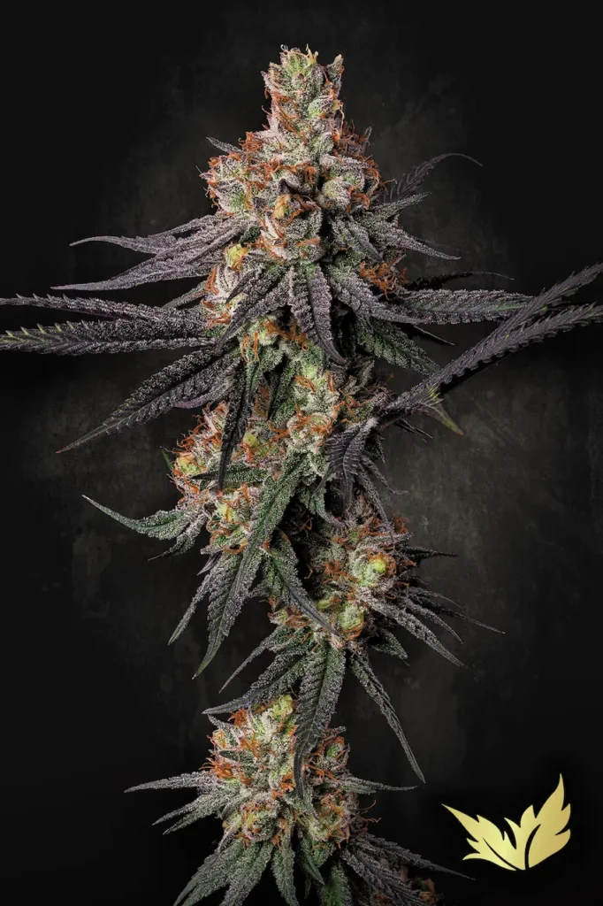 PARADISE SEEDS - GULUPA Fem. - 10 semi