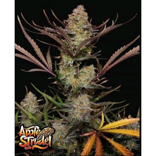FAST BUDS - APPLE STRUDEL AUTO - 3 semi