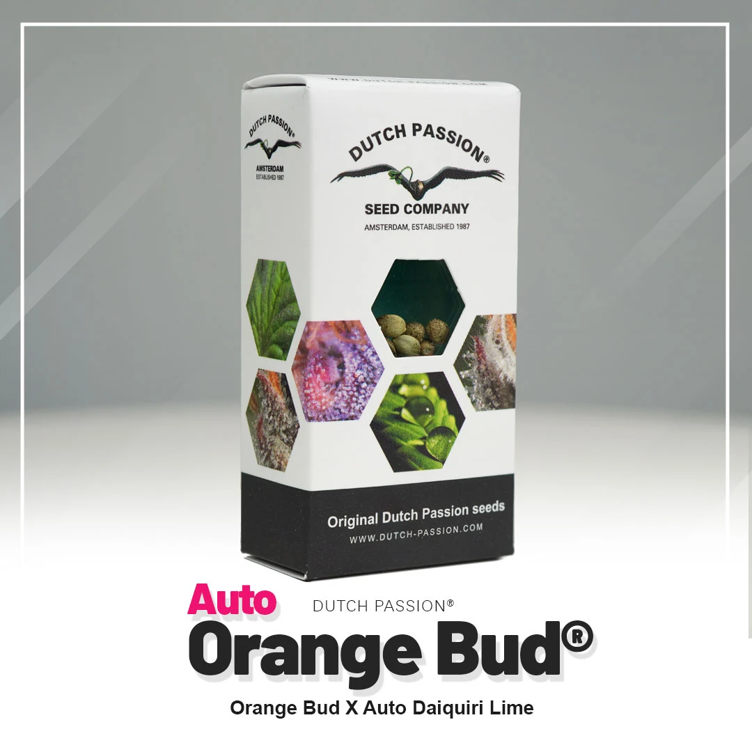 DUTCH PASSION - ORANGE BUD Auto - 7 semi - immagine 2