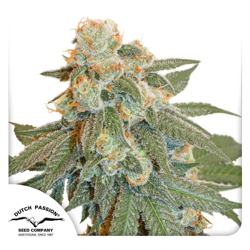DUTCH PASSION - ORANGE BUD Auto - 3 semi