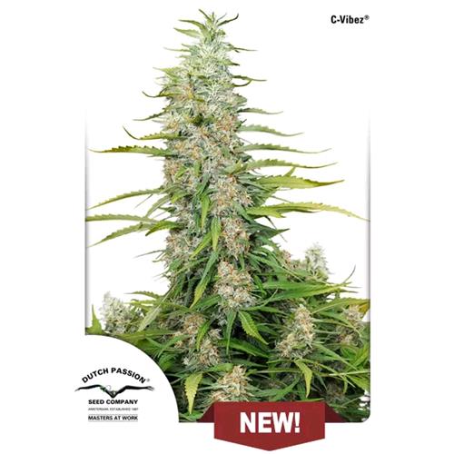 DUTCH PASSION - C-VIBEZ - 1 Seme