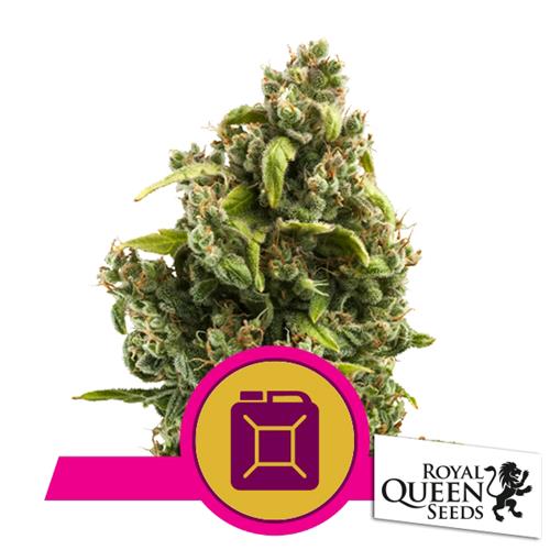ROYAL QUEEN SEEDS - SOUR DIESEL fem. - 1 seme