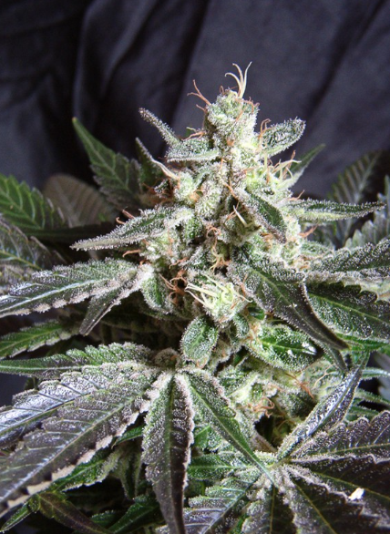 SWEET SEEDS - BLACK JACK Fem. – 4 semi (3+1 omaggio)
