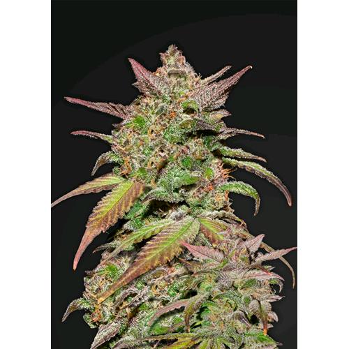FAST BUDS - GELATO AUTO - 10 semi