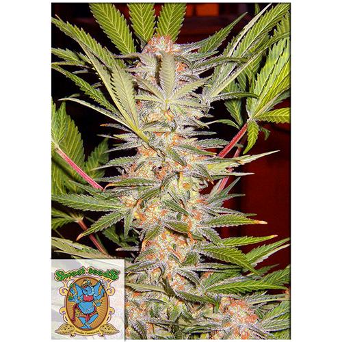 SWEET SEEDS - SWEET AFGANI DELICIOUS S1 Fem. – 4 semi (3+1 omaggio)
