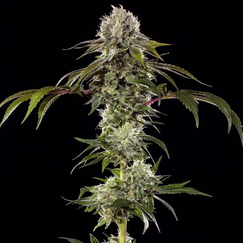 BARNEY'S FARM - DURBAN POISON Precision F1 Hybrid Fem. (100%SATIVA) - 3 semi