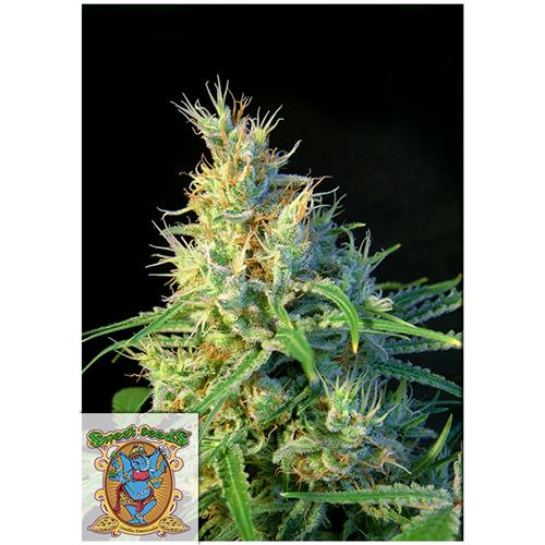 SWEET SEEDS - PSICODELICIA Fem. – 4 semi (3+1 omaggio)