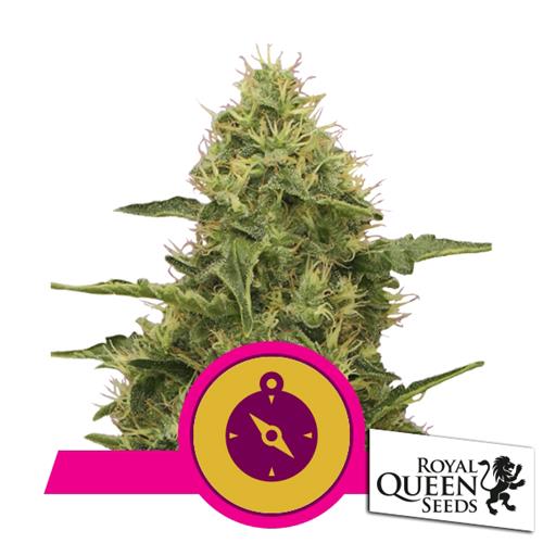 ROYAL QUEEN SEEDS - Northern Light Fem. - 3 semi